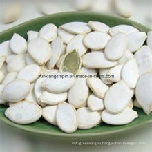 Snow White Pumpkin Seeds New Crop for Sale